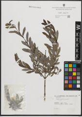 Foto von Salix purpurea L.